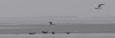 zeehondjes